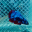 Plakat Avatar Nebula Male Betta #088
