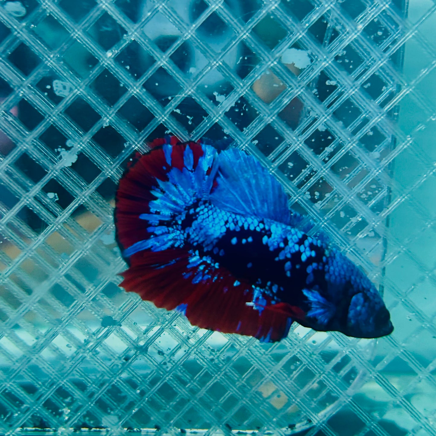 Plakat Avatar Nebula Male Betta #088