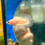 Ghost Plakat - Male Betta 056 - Homebred