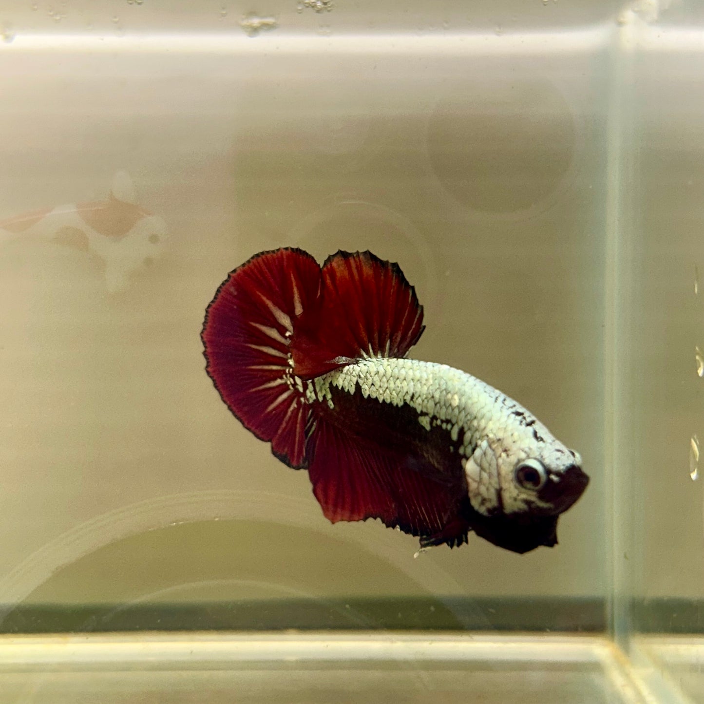 Blood Samurai Plakat - Male betta 114