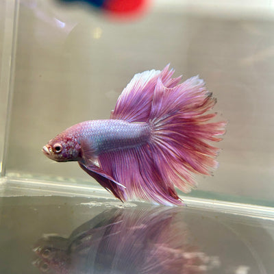 Purple Pink Halfmoon - Male Betta 180