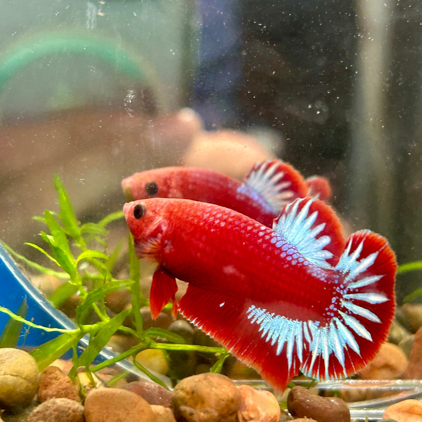 Red Fancy Hellboy Plakat - Male Betta 058