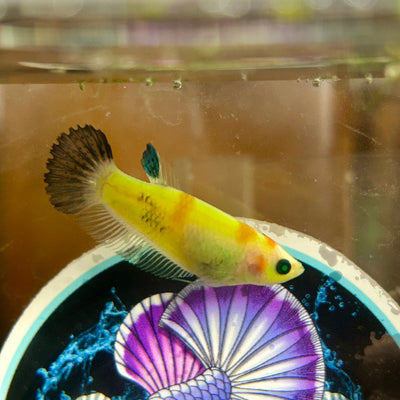 Koi Neon Plakat - Female Betta