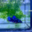 Betta Avarta Nebula Female Plakat Black #174