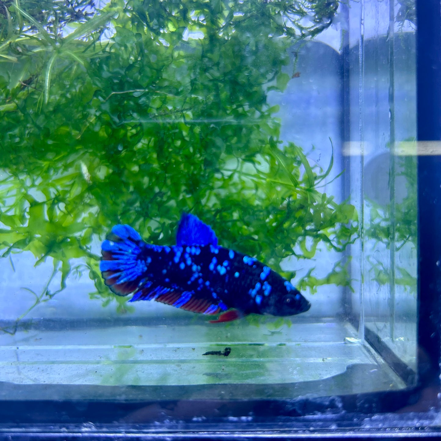 Betta Avarta Nebula Female Plakat Black #174
