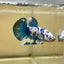 Blue Marble Dot Plakat - Male betta 176