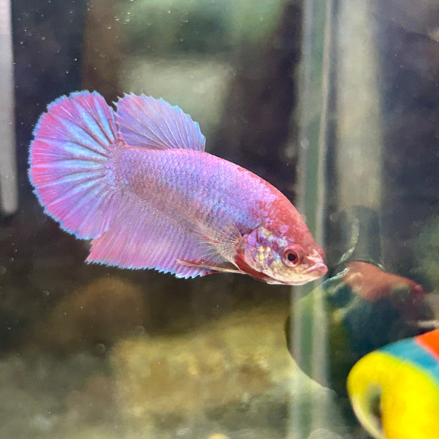 Purple Pink Halfmoon - Female Betta 187