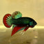 Wild Imbellis Plakat - Male Betta A59