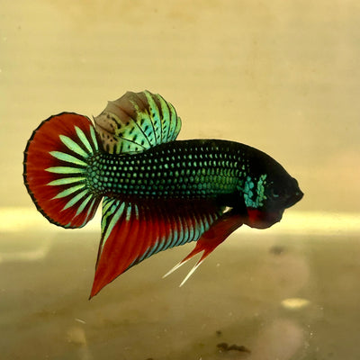 Wild Imbellis Plakat - Male Betta A59