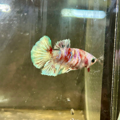 Red Barongsai Plakat - Female betta 155