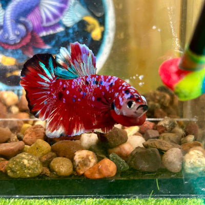 Red Koi Galaxy Plakat - Male Betta 072