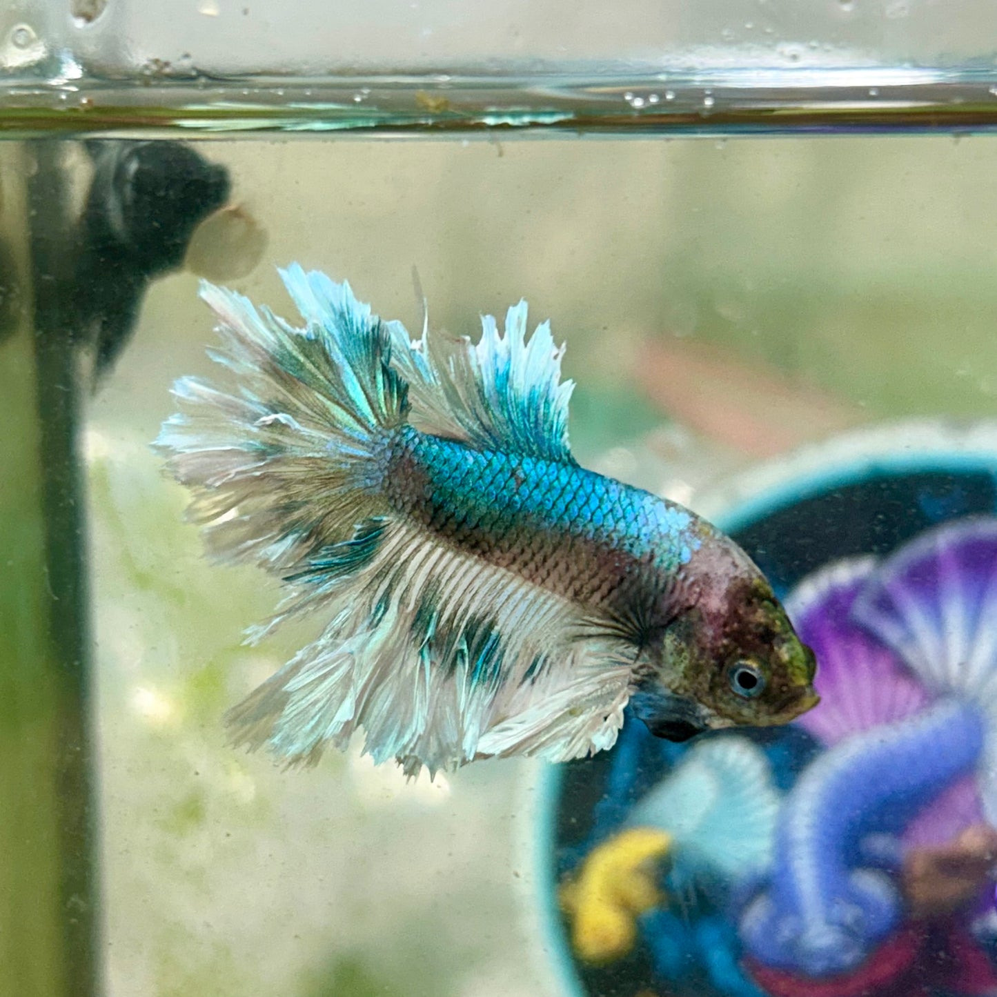 Blue Butterfly Feather Tail- Male Betta 197 (nipped fin)