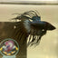 Black Orchid Crowntail - Male Betta 074