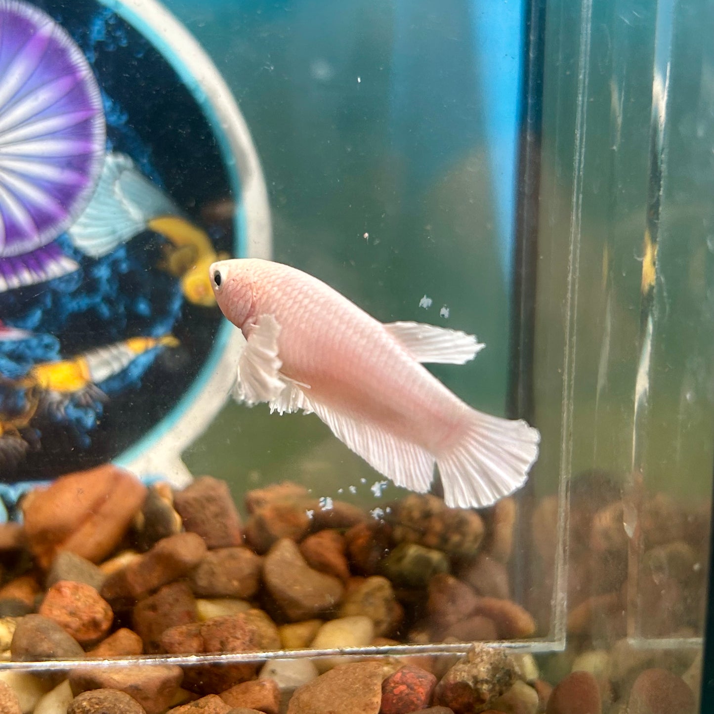 Dumbo White Plakat - Female Betta 052