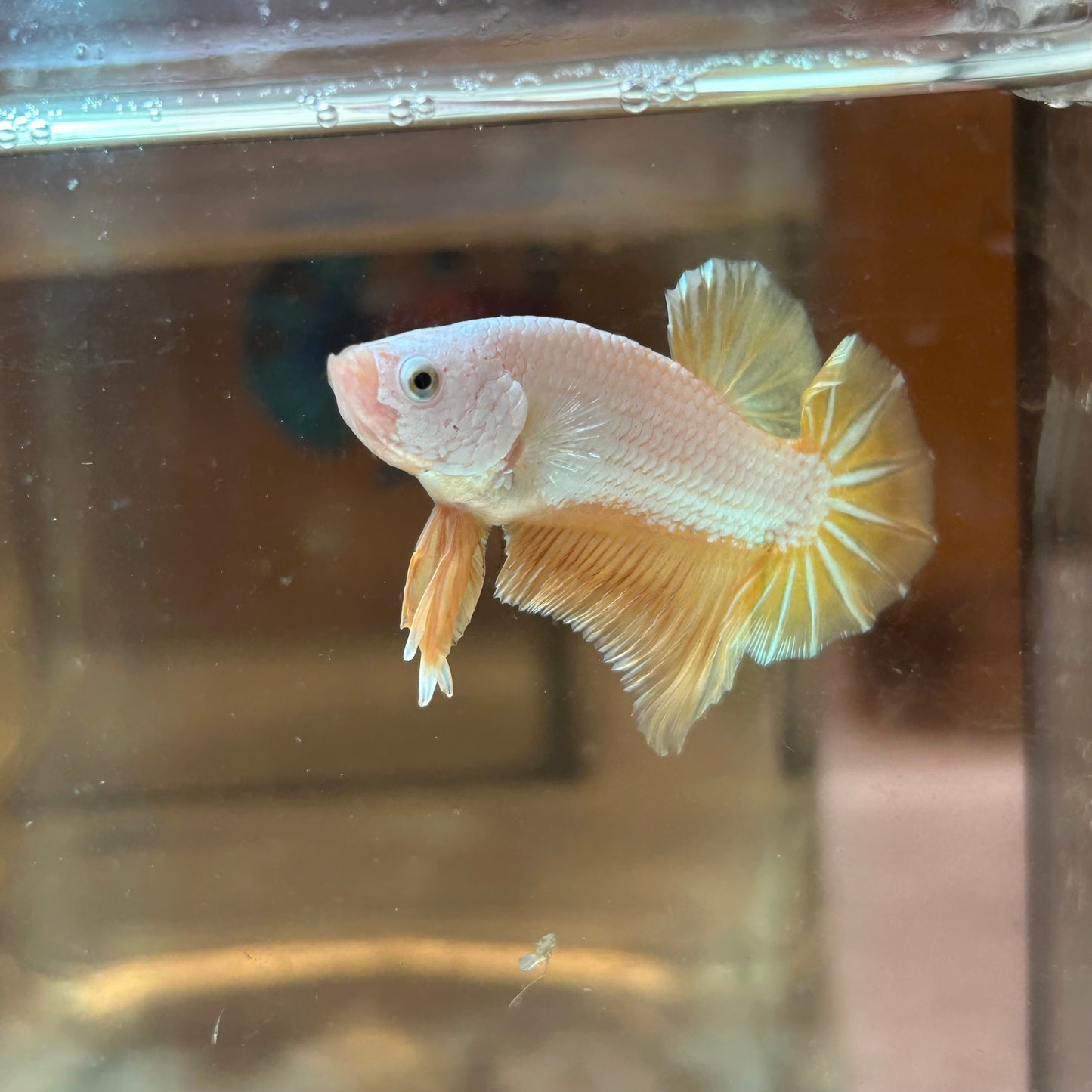 Yellow Dragon Plakat - Male betta 168