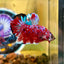 Red Koi Galaxy Plakat - Male Betta 072