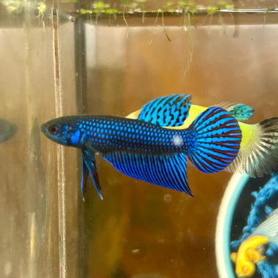 Blue Mahachai Wild - Male Betta