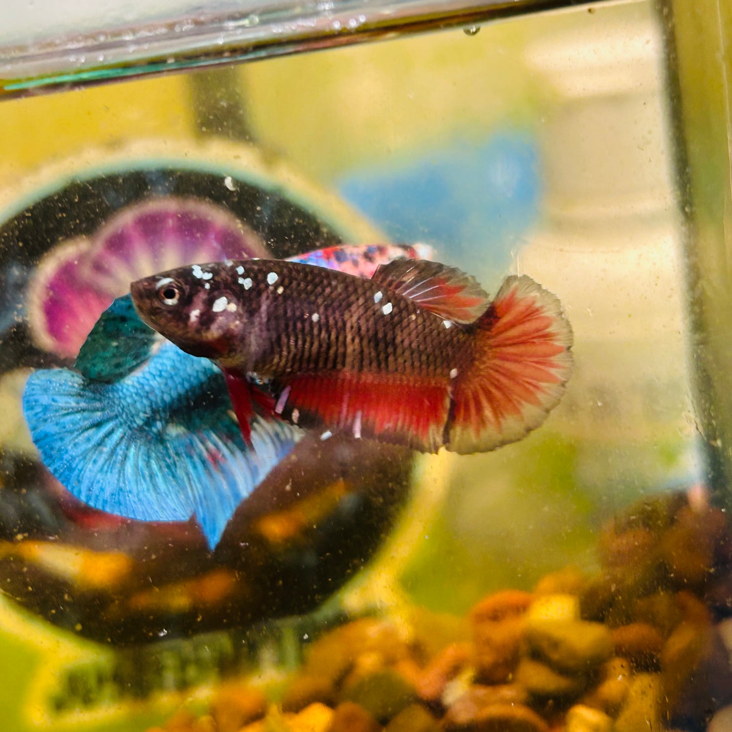 Avarta Vampire Plakat - Female betta 180