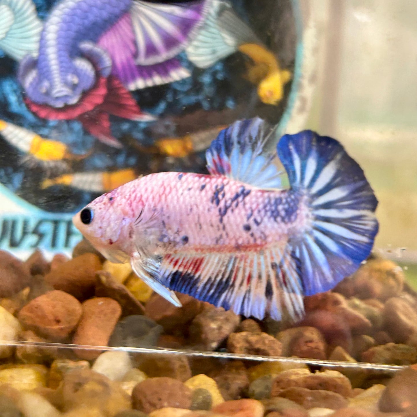 Blue Koi Candy Plakat - Male betta 035