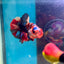 Koi Multicolor Plakat - Male Betta 188