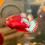 Red Fancy Plakat - Female betta 051