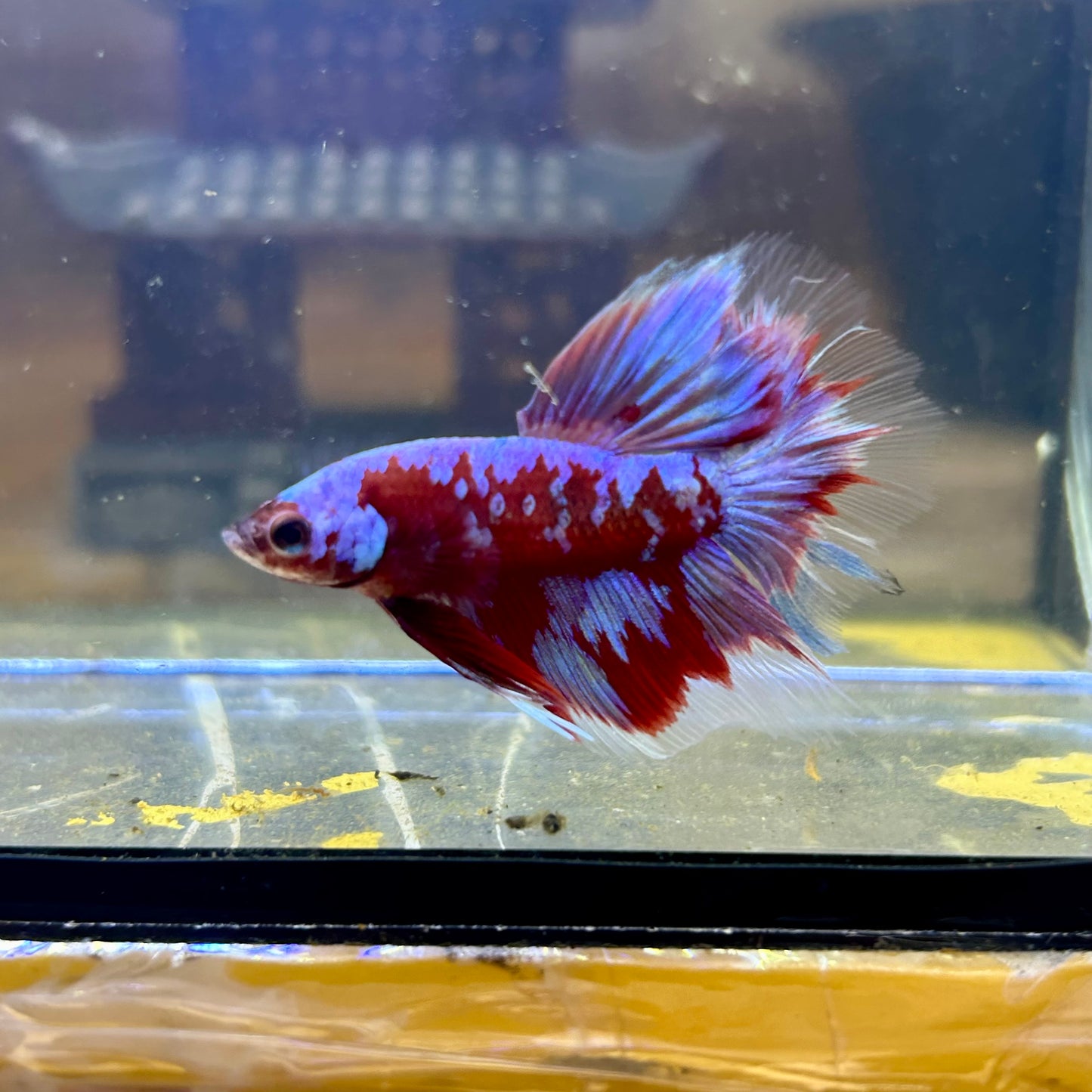 Purple Red Galaxy Halfmoon - Male Betta  037