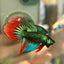 Wild Imbellis Long fins - Male Betta 140