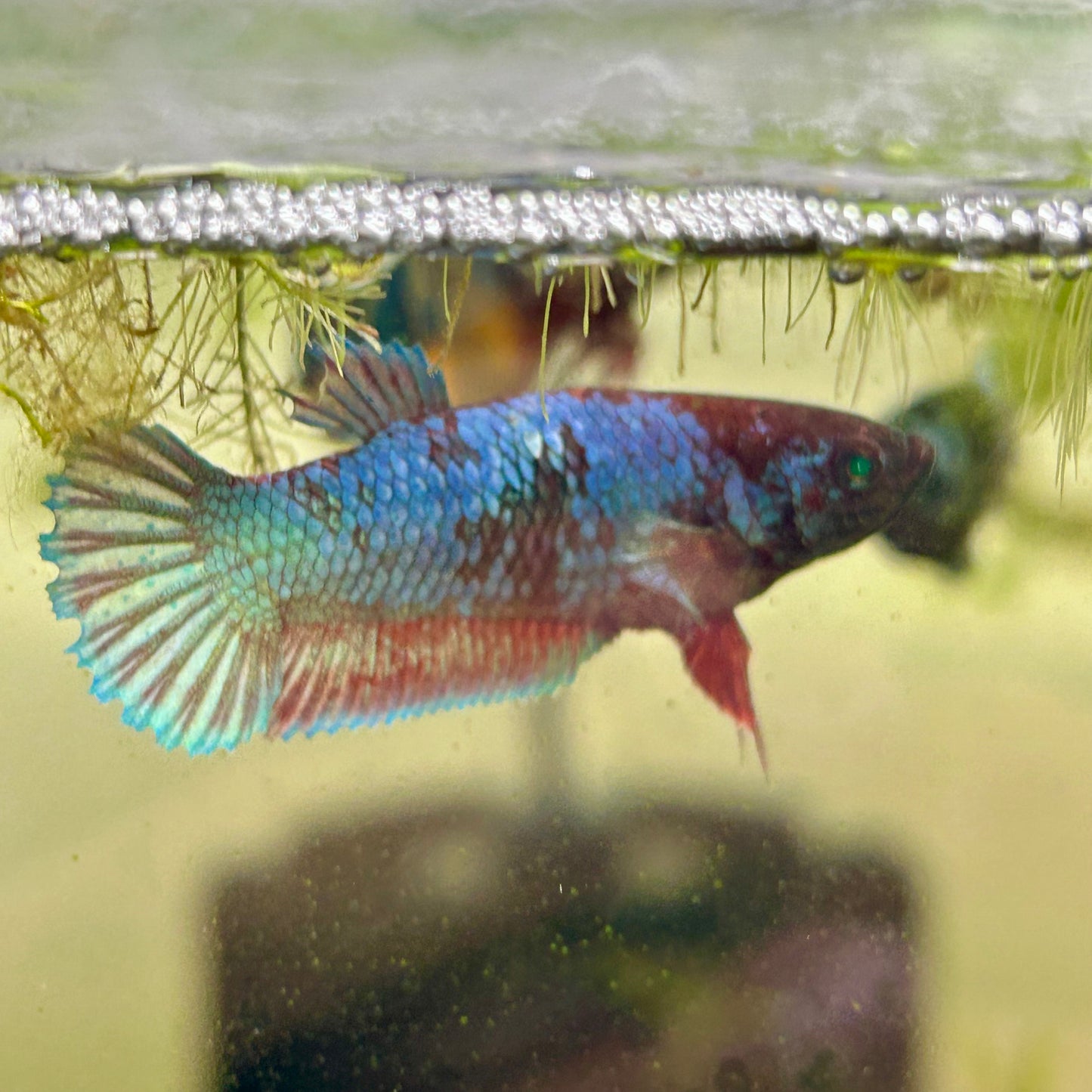 Plakat Blue Green Eye Female Betta #UNS-20