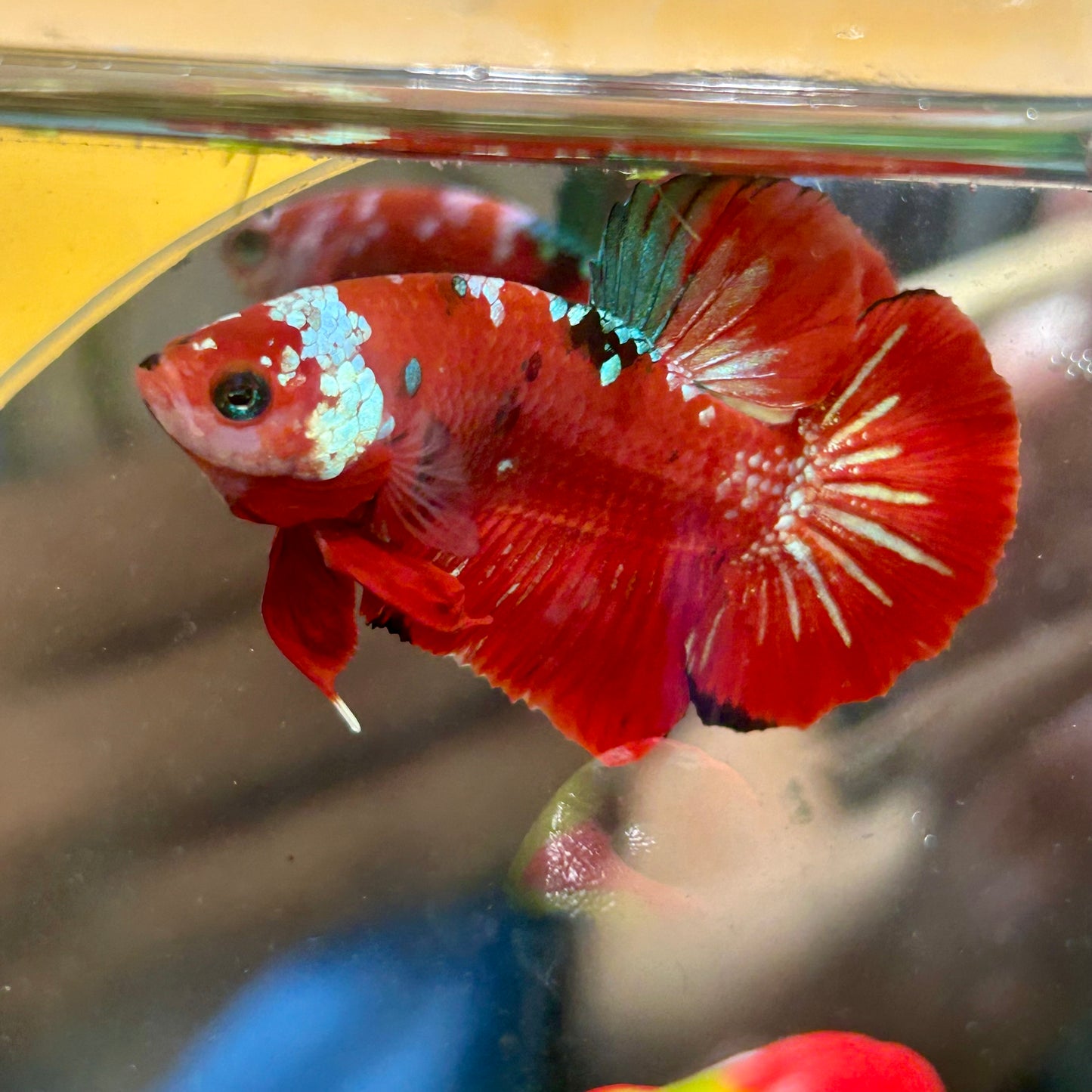 Red Gold Galaxy Plakat - Male Betta 113