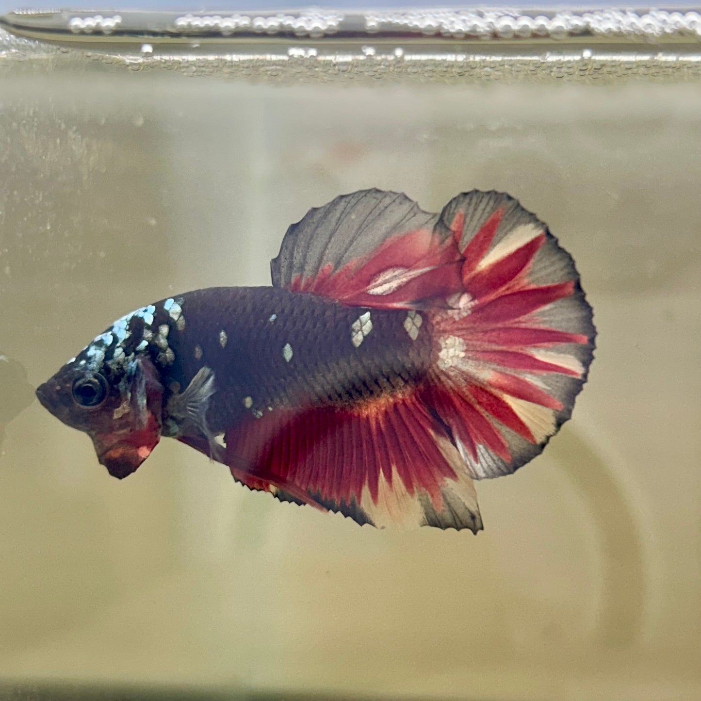 Vampire Copper Avarta Plakat - Male Betta 078