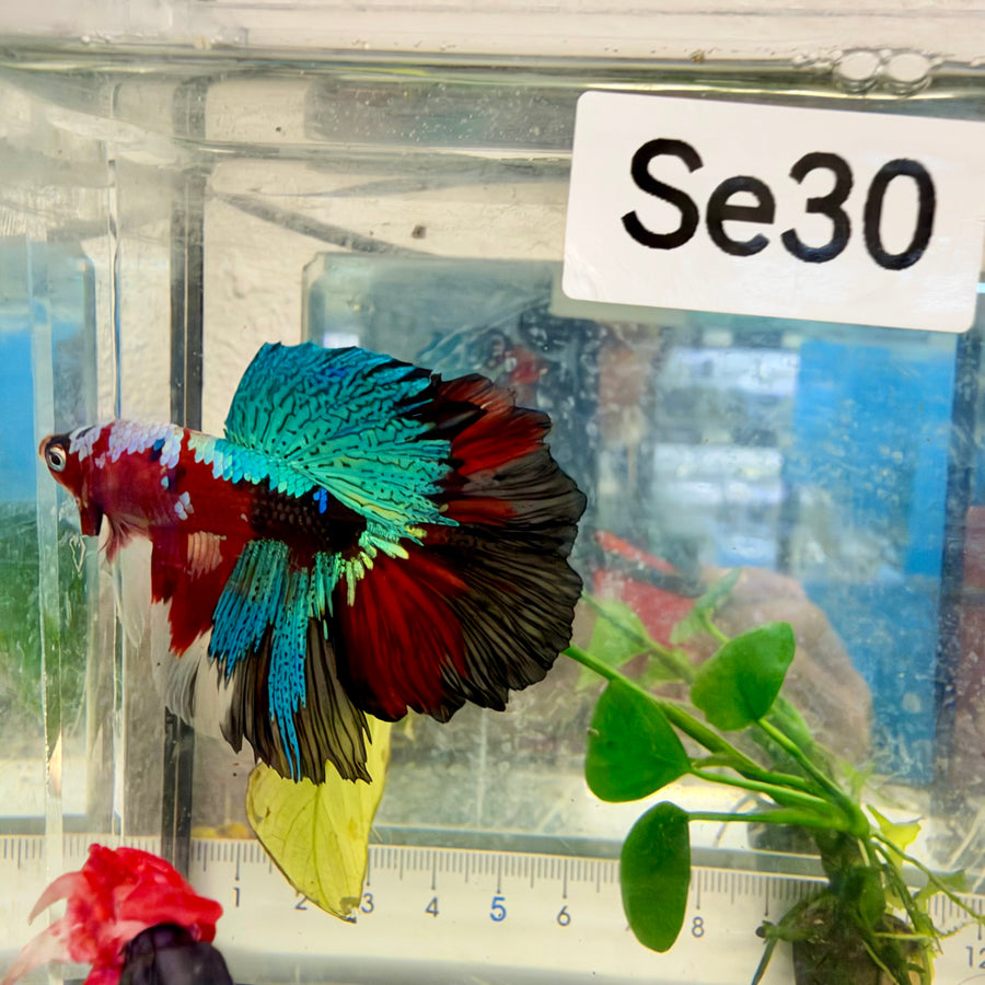 Halfmoon Red Koi Galaxy Male Betta #Se30