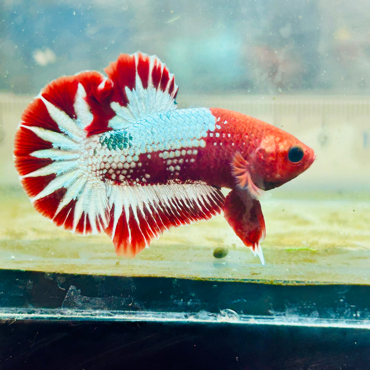 Plakat Red Fancy Copper Male Betta #124