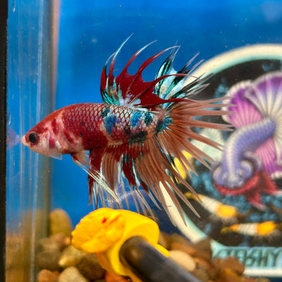 Multicolor Koi Crowntail - Male Betta 014