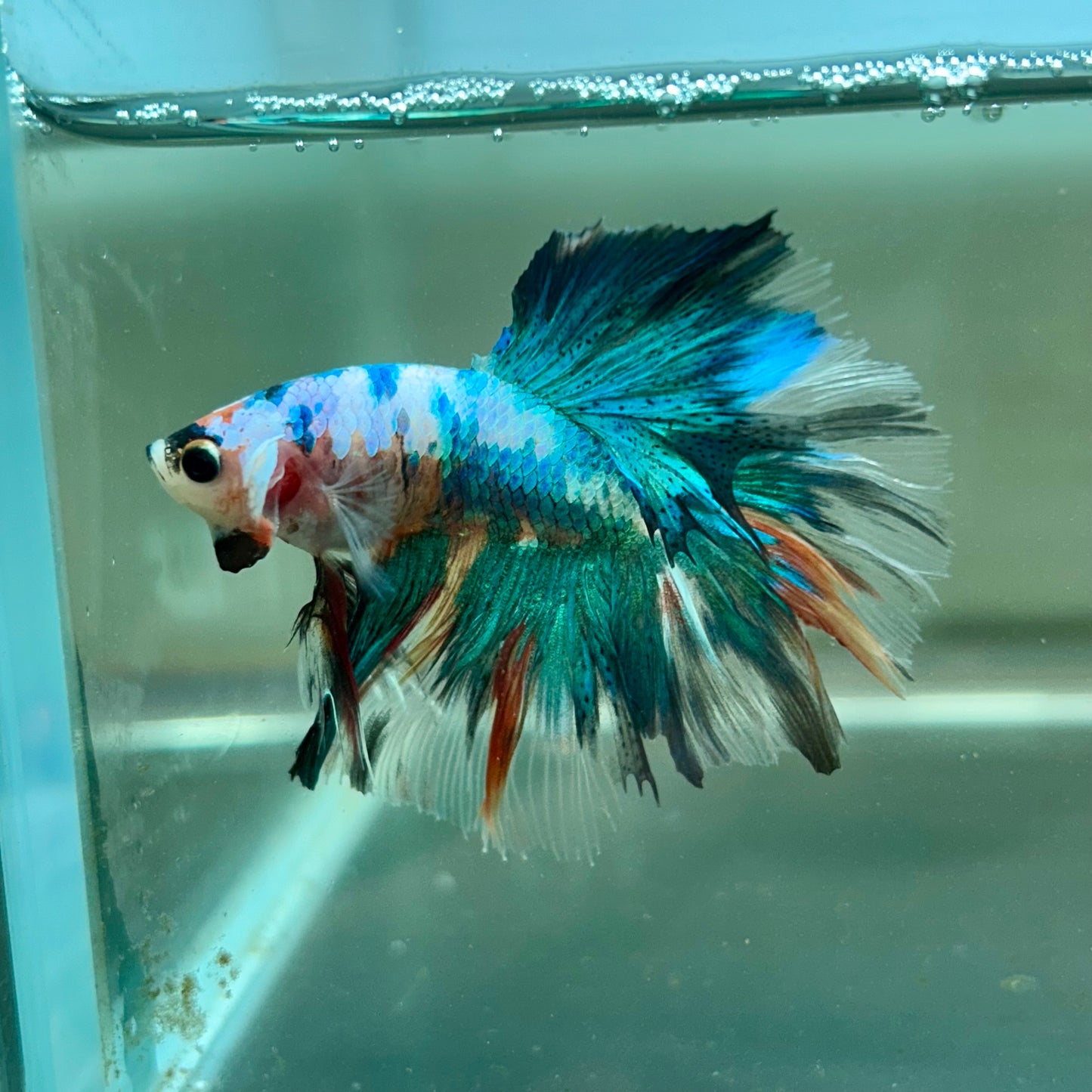 Multicolor Koi Halfmoon - Male Betta 114