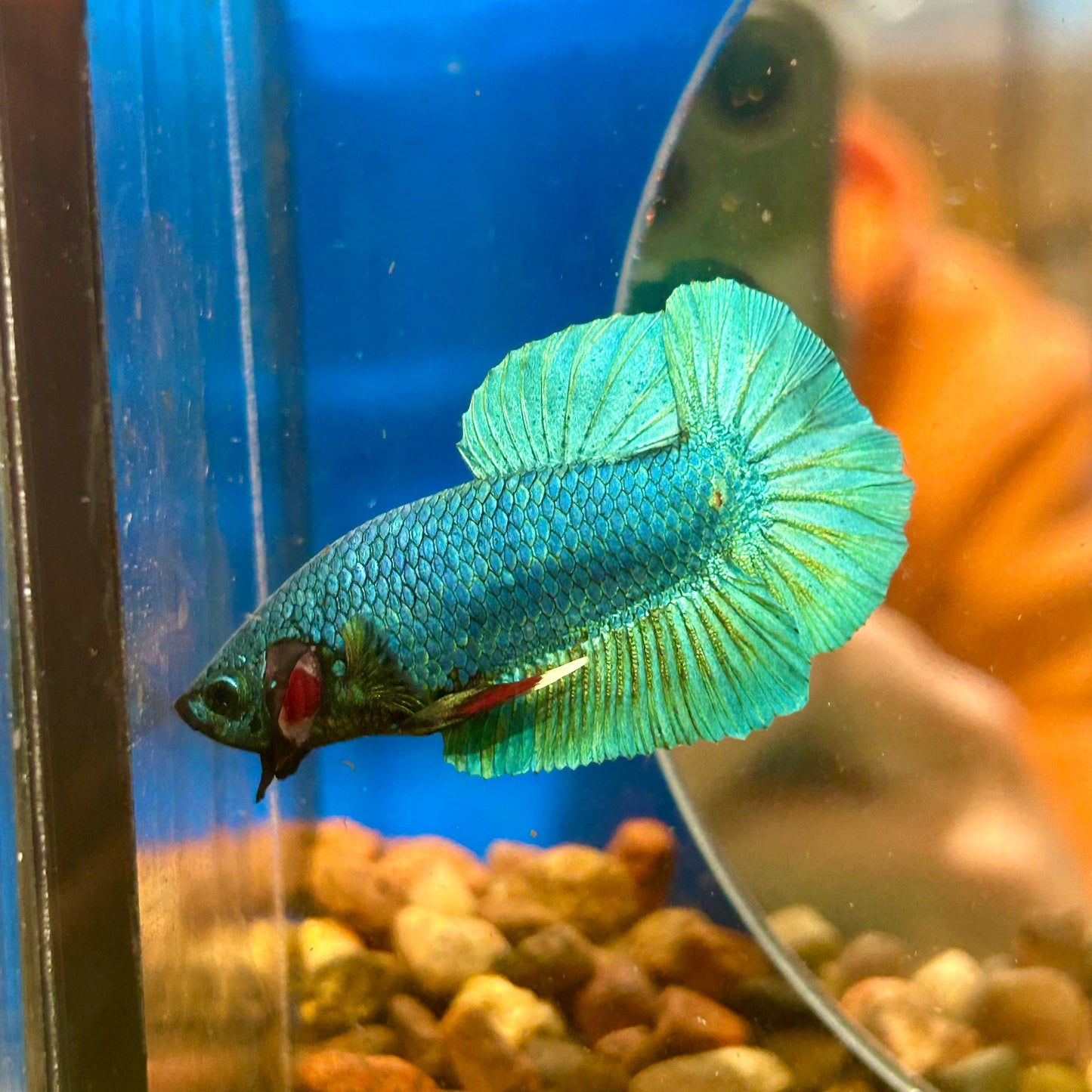 Green Turquoise Plakat - Male Betta 170