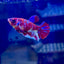 Koi Red Galaxy Plakat - Female Betta 196