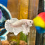 Dumbo White Platinum Plakat - Male Betta 034