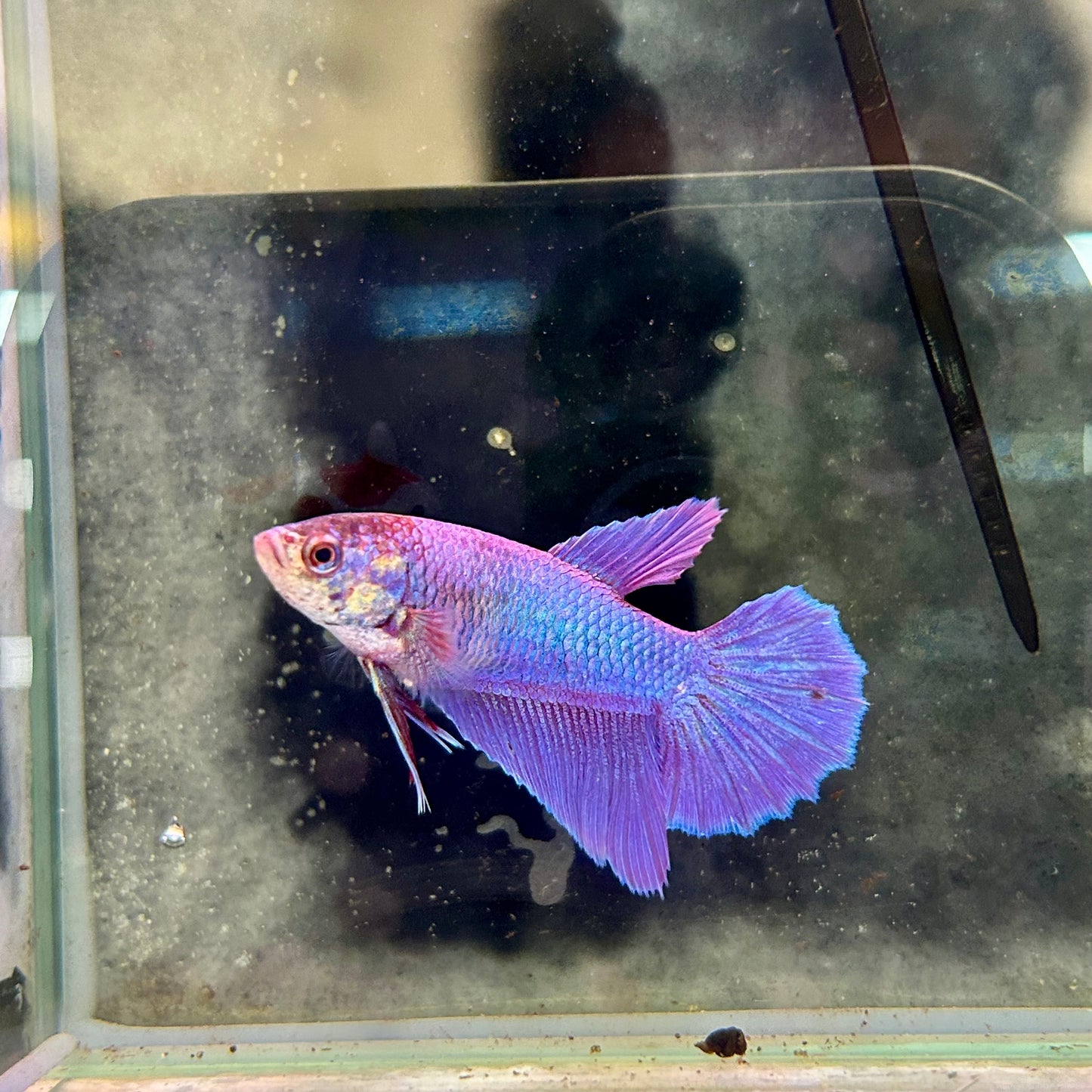 Purple Pink Halfmoon - Female Betta 044