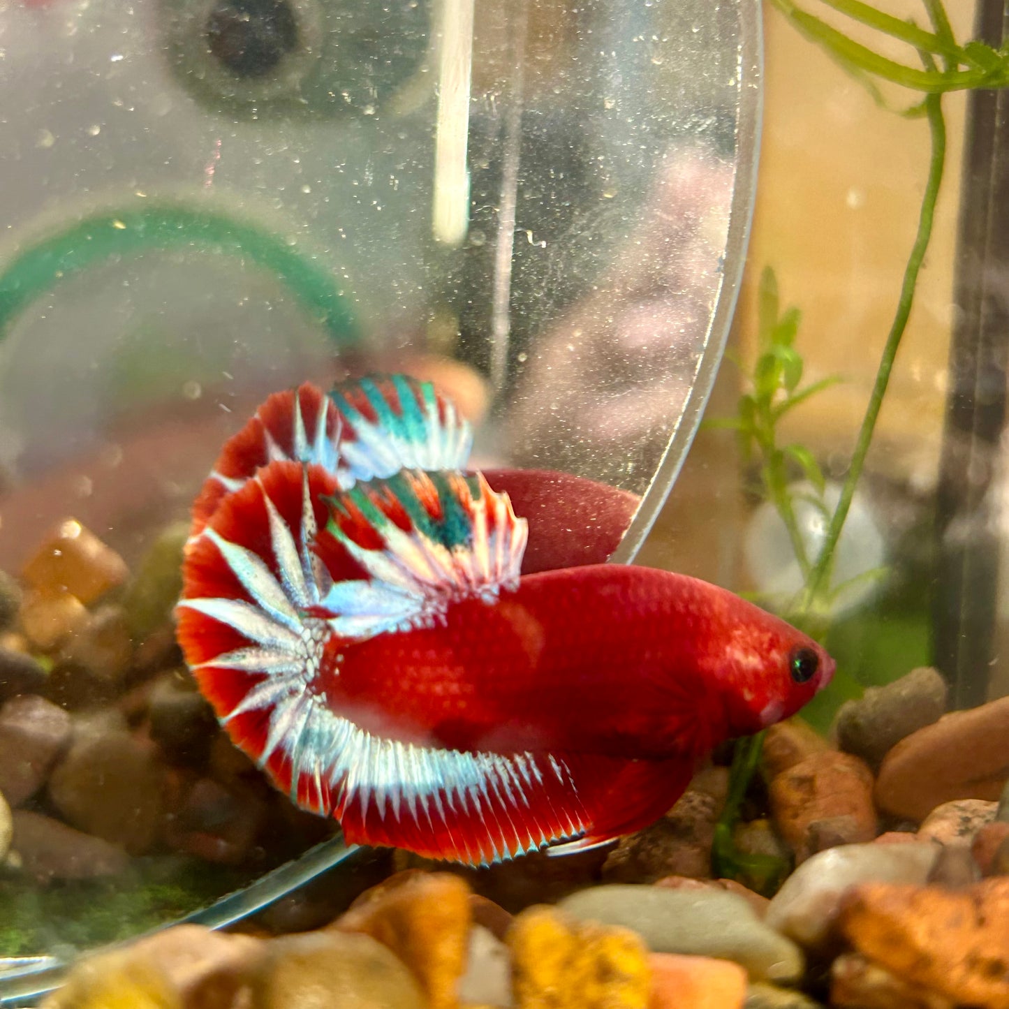 Red Fancy Hellboy Plakat - Male Betta 032