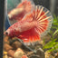 Red Gold Fancy Copper Halfmoon - Male Betta 116