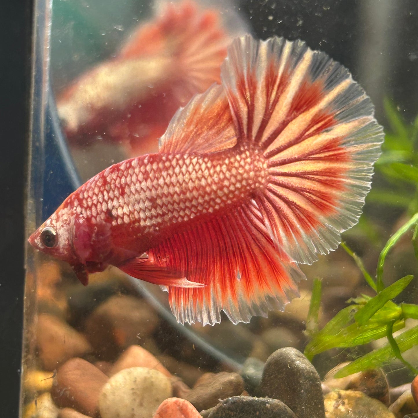 Red Gold Fancy Copper Halfmoon - Male Betta 116