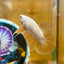 Yellow Dragon Plakat - Male betta 069