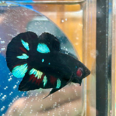 Avarta Nebula Plakat - Male Betta 044