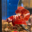 Red Gold Galaxy Plakat - Male Betta 103