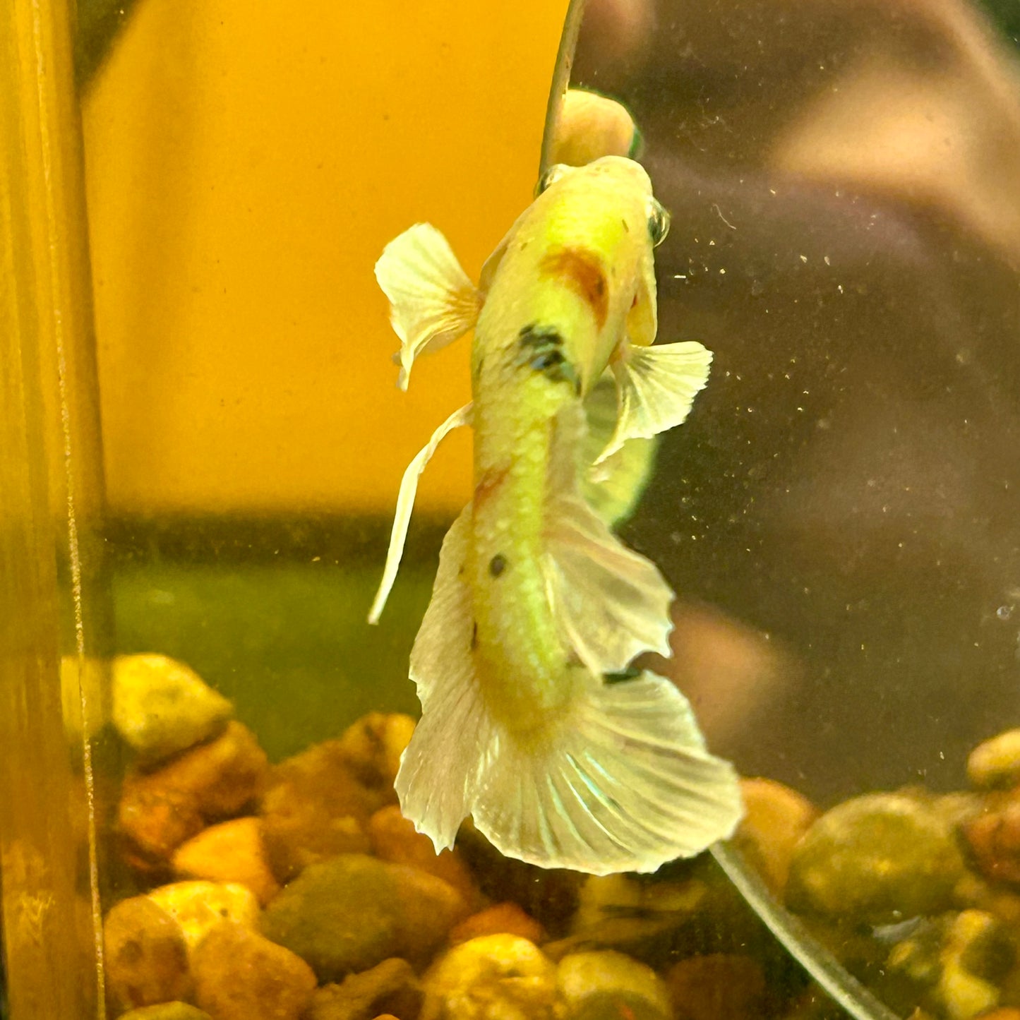 Dumbo Koi Neon Plakat - Male Betta 112