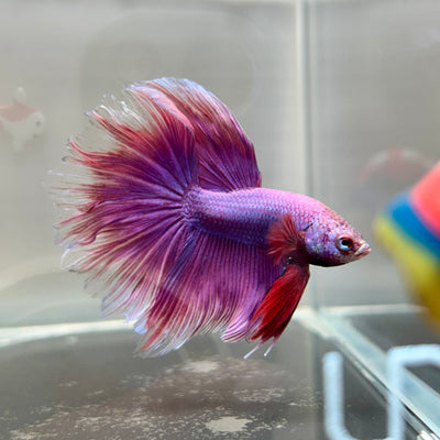 Purple Pink Halfmoon - Male Betta 182