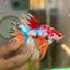 Multicolor Koi Crowntail - Male Betta 129