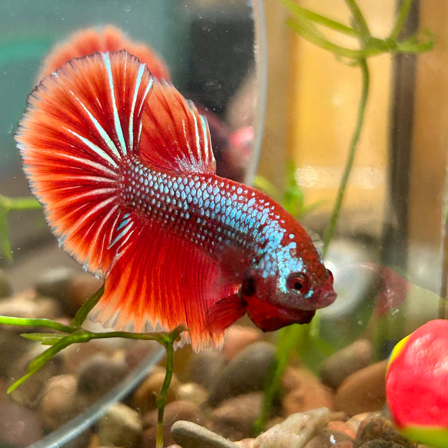 Red Fancy Copper Halfmoon - Male Betta 136