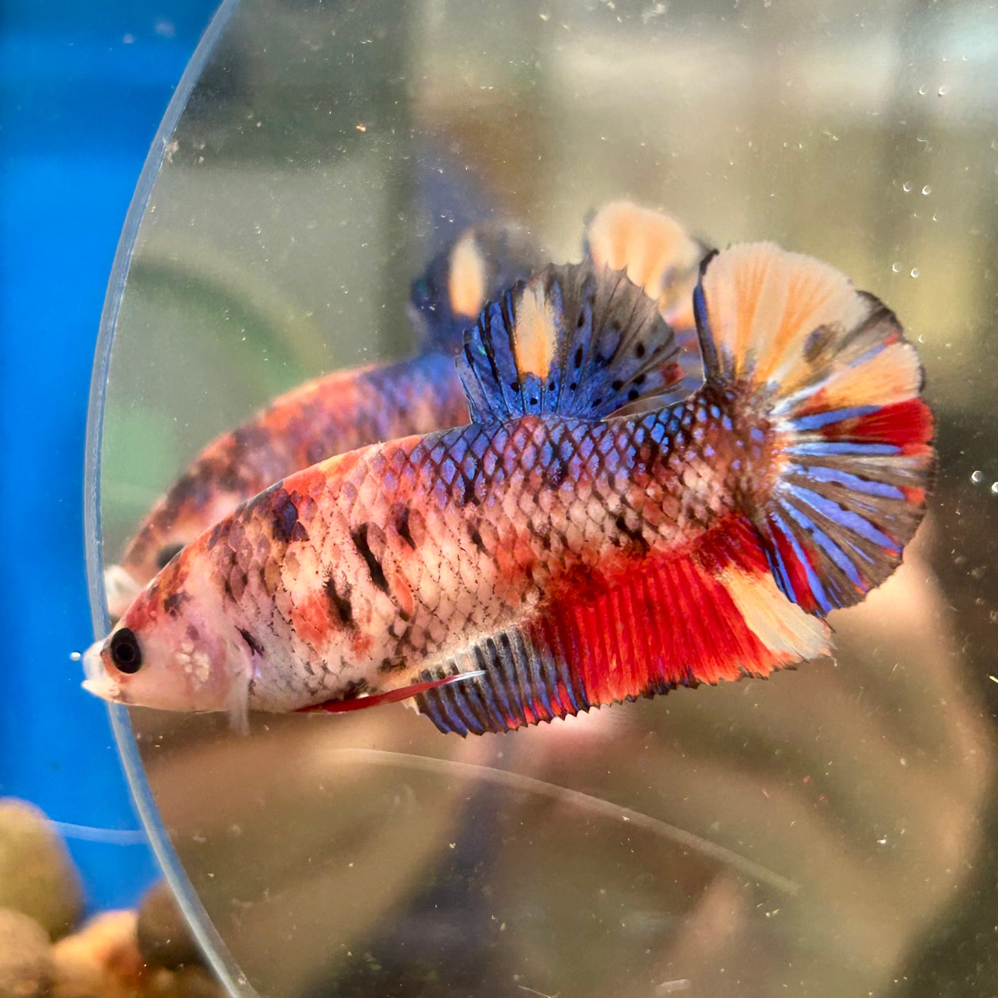 Multicolor Koi Plakat - Female Betta 038