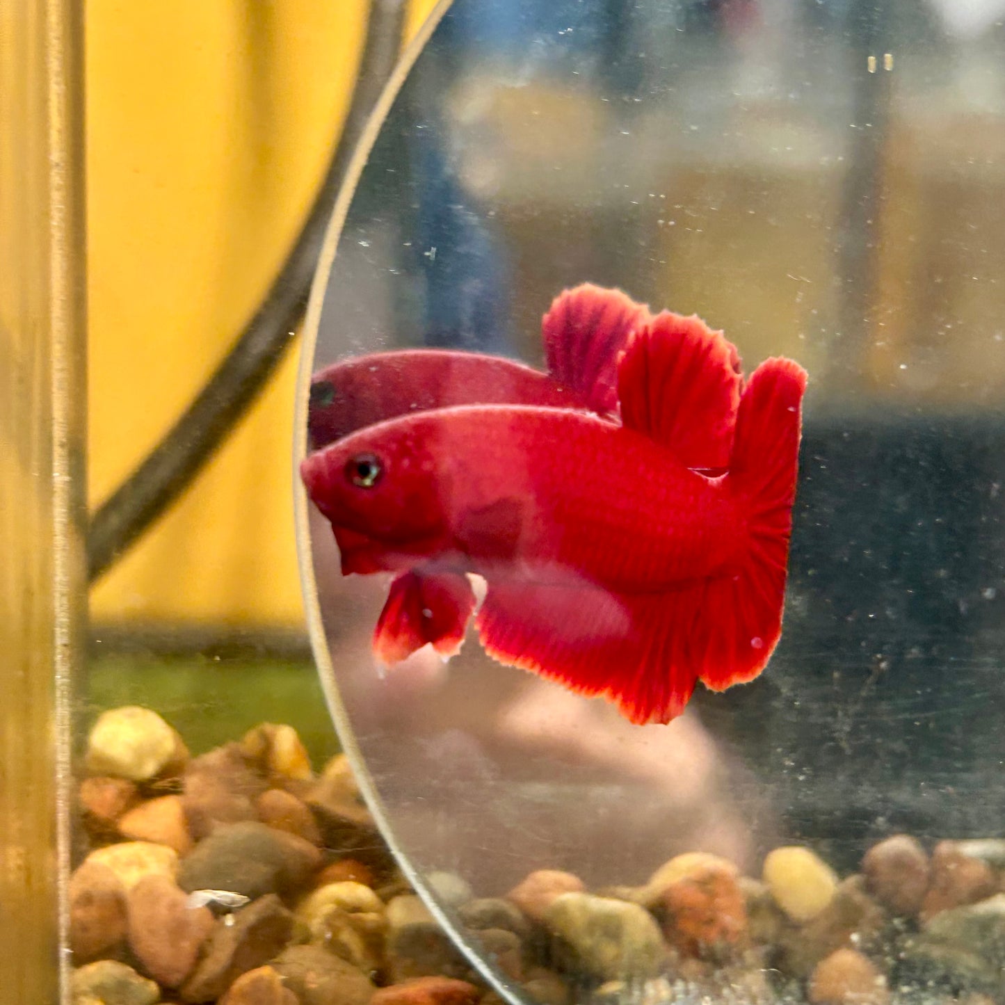 Super Red Plakat - Male Betta 044